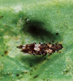 Identifying a Garden Pest: Thrips Image